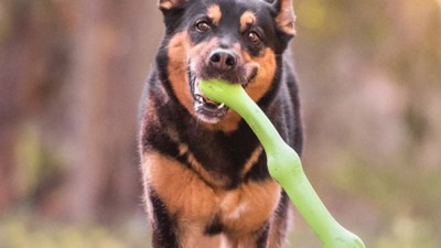 댕댕이 에너지 발산! 리트리버 장난감 특가 득템 후기 🐾